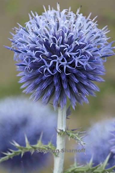 echinops ritro 2 graphic